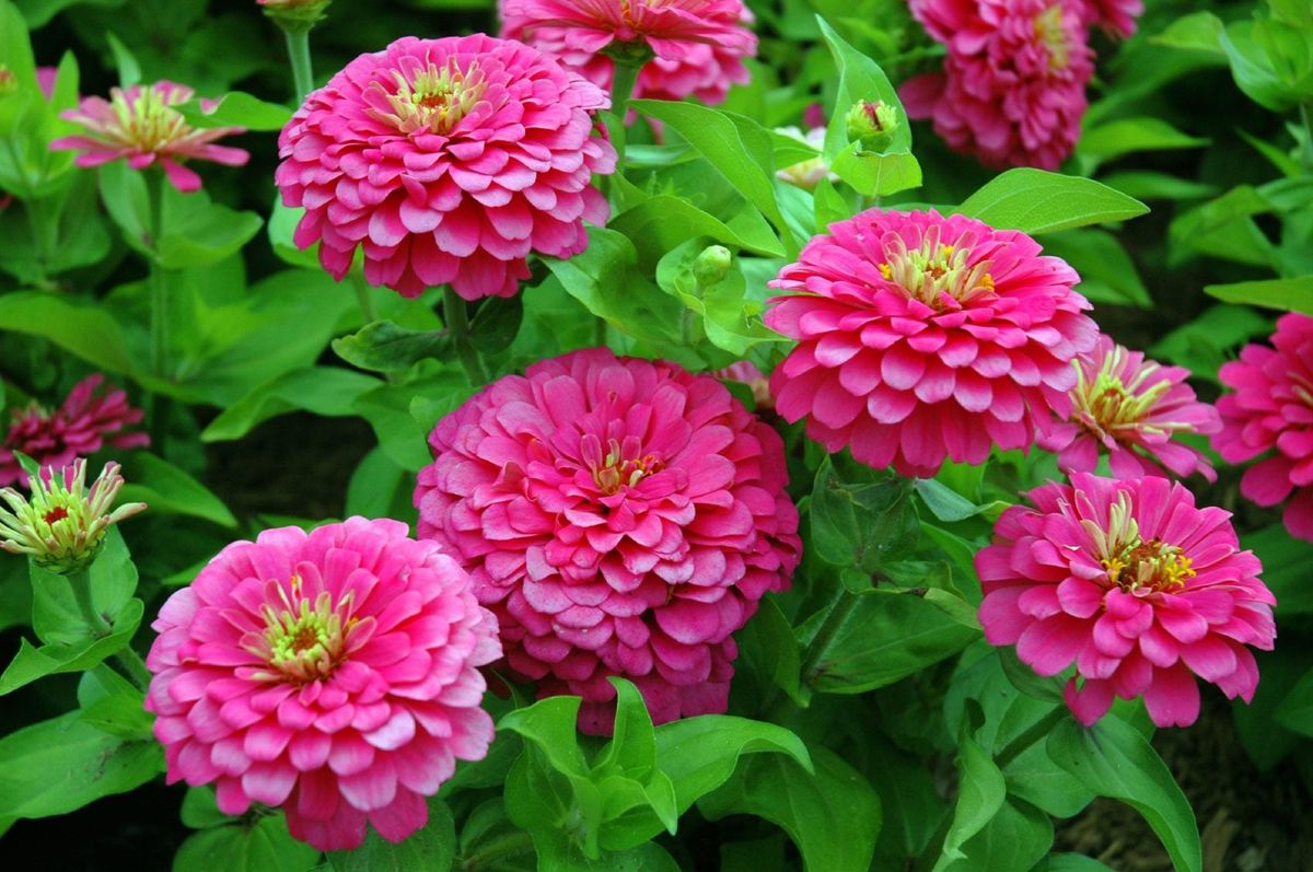 Growing Zinnia Plants Tips On How To Plant Zinnias Gardening Know How