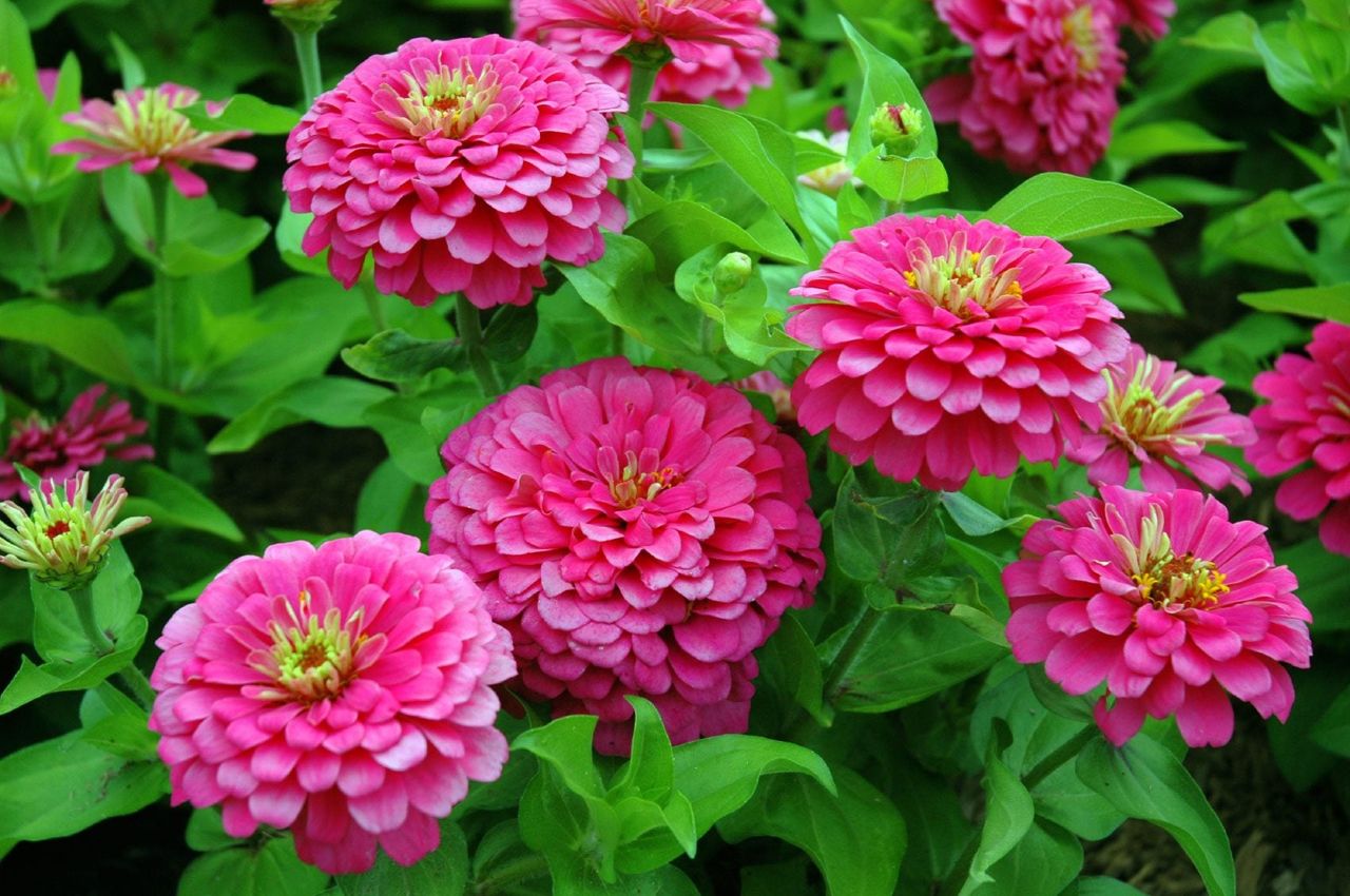 Pink Zinnia Flowers