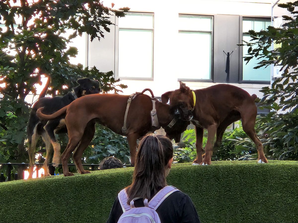 Taking photos of dogs playing using the telephoto camera on the Samsung Galaxy Z Fold 4