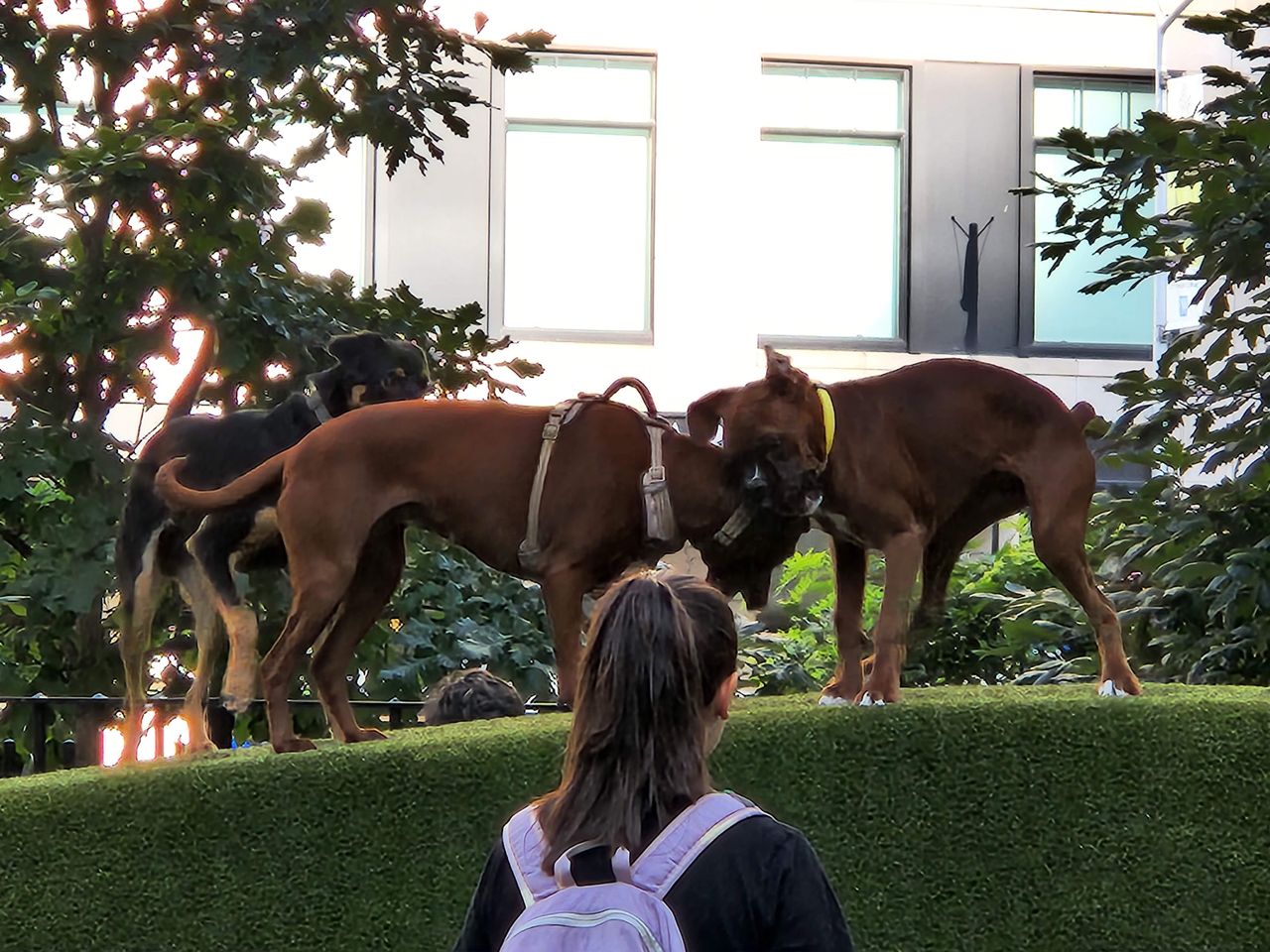 Taking photos of dogs playing using the telephoto camera on the Samsung Galaxy Z Fold 4