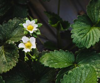 Close up view of two strawberry flowers on the plant