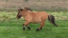 Wesley-shetland-pony.jpg
