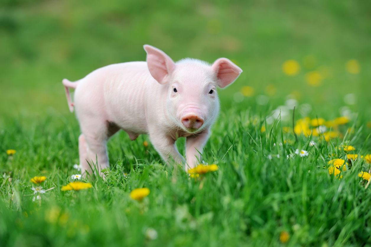 A piglet.