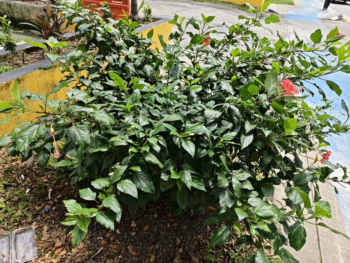 Camera sample captured on the Honor 600 Pro