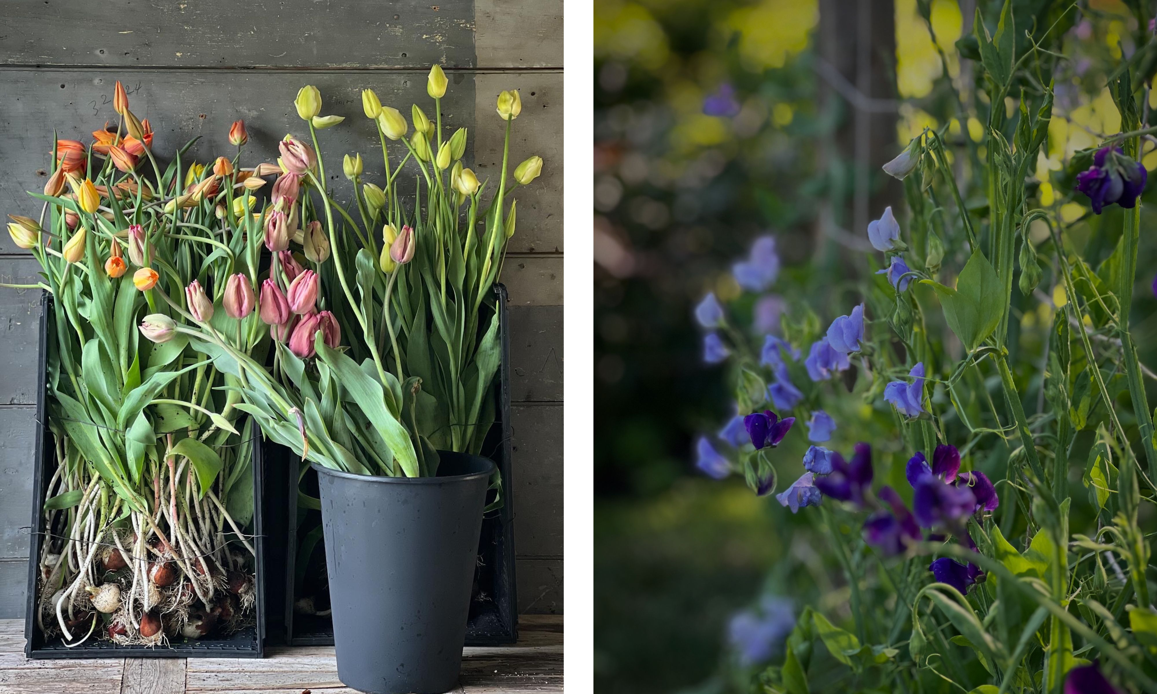 Tulips and sweet peas in a New England garden during spring