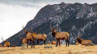 Elk herd at Estes Park, Colorado, USA