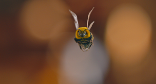 Image of CGI bee in Netflix comedy Man Vs Bee
