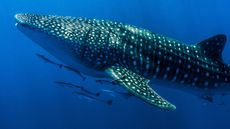 How do fish breathe? 