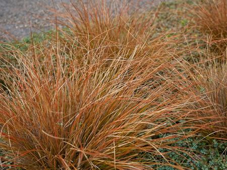 Red Rooster Leatherleaf Sedge Grass