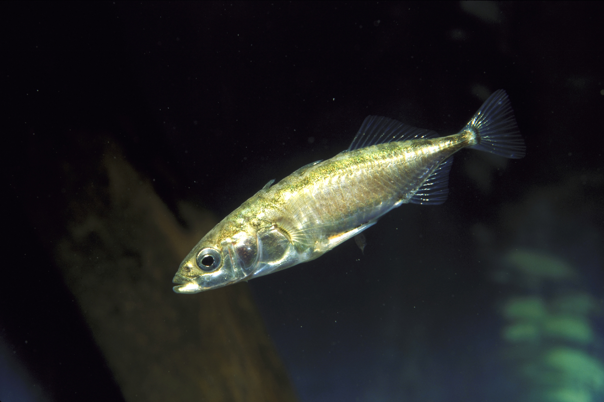 A small green fish swimming in the water