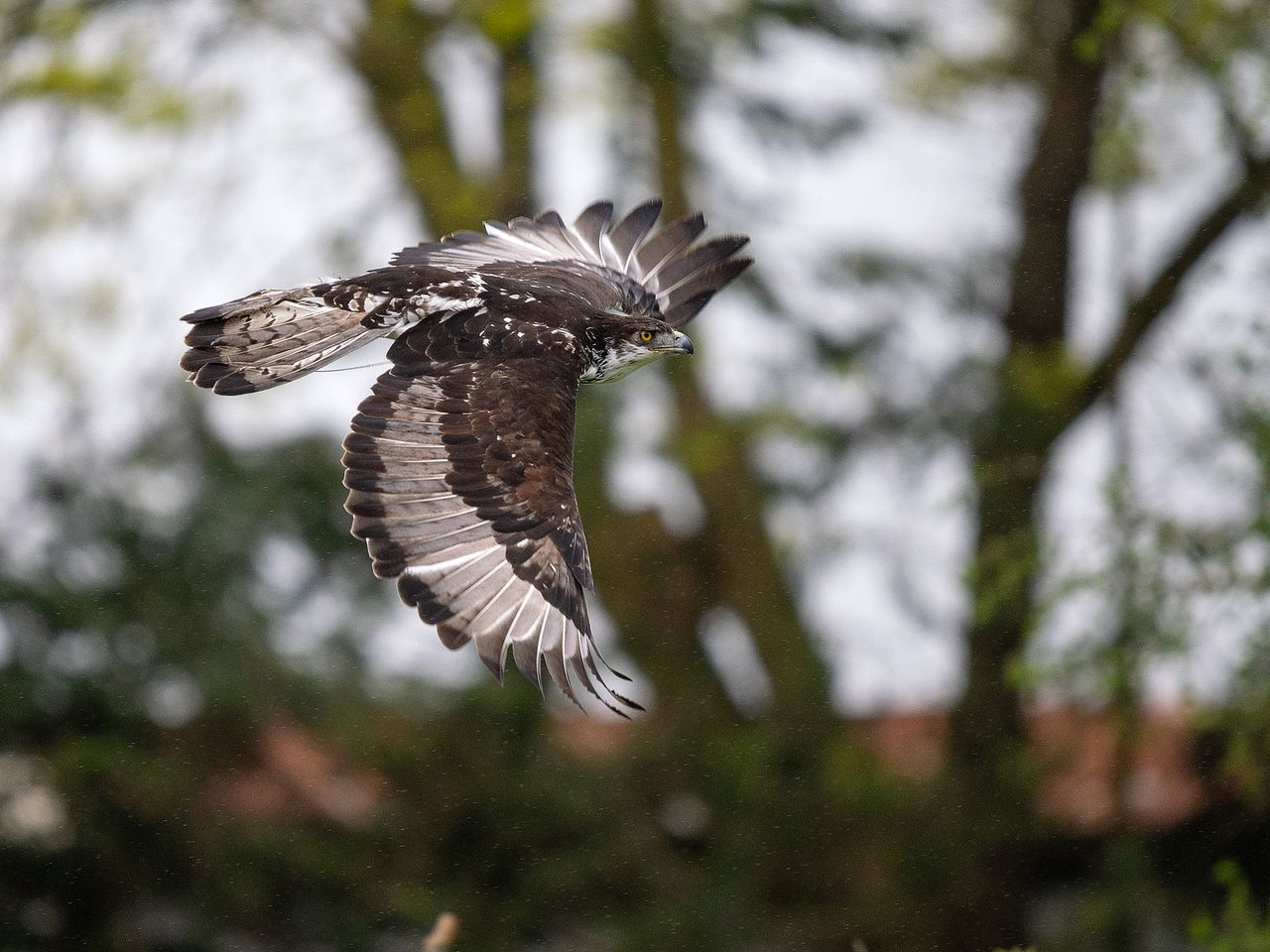 Hawk at Hawk Conservancy Trust, Hampshire, against gray sky and trees