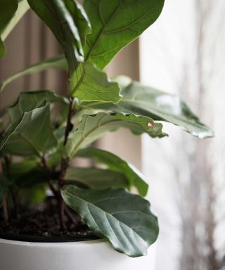 close-up of a fiddle leaf fig in a white pot