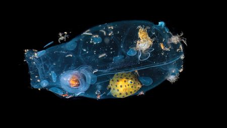 A salp floats in the dark water, containing several smaller organisms inside it, including a small, yellow, black-spotted juvenile boxfish, a glowing orange jellyfish, and several crustaceans.