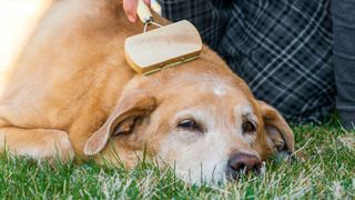 a senior lab mix is brushed outisde while lying down