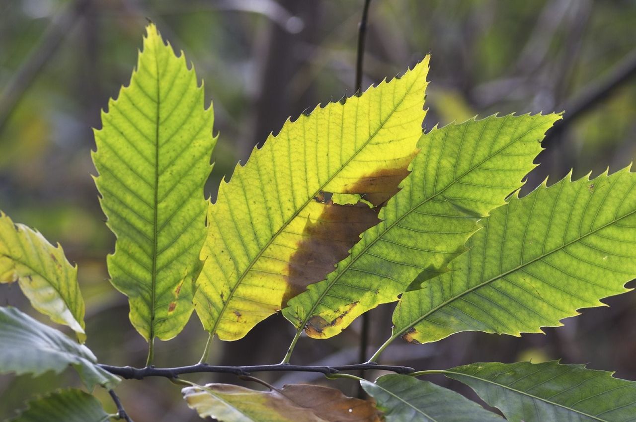 Green Leaves On A Branch