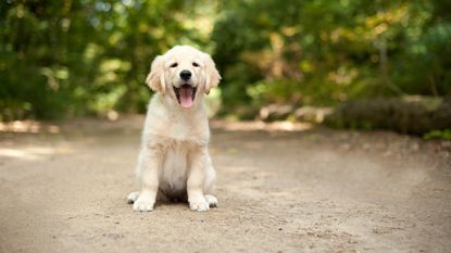 best family dog breeds: labrador puppy
