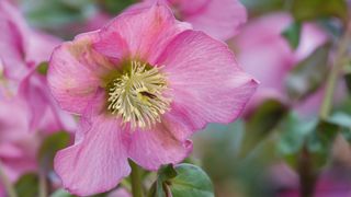 Hellebore flowers to attract bees