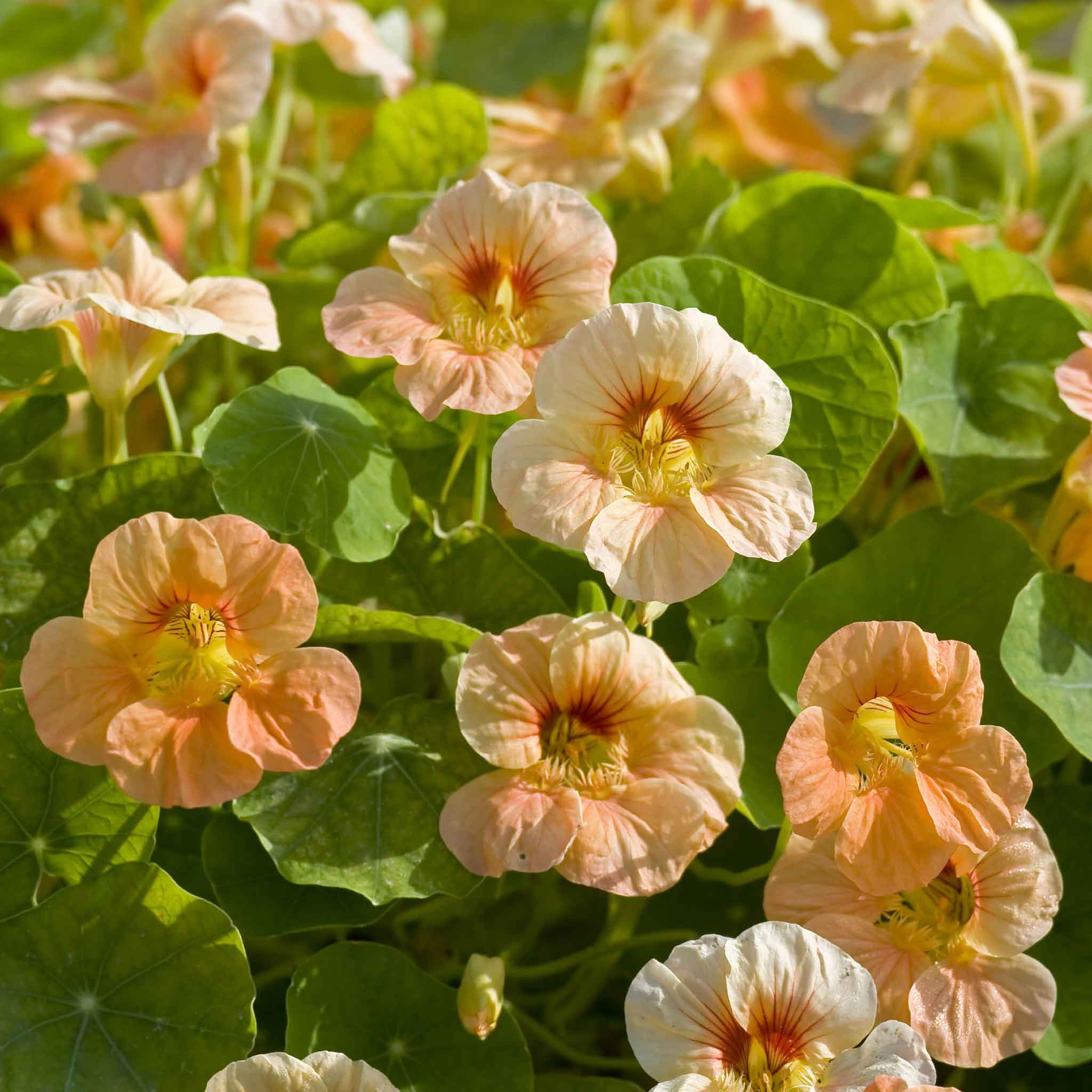 Nasturtium Seeds - Tip Top Apricot