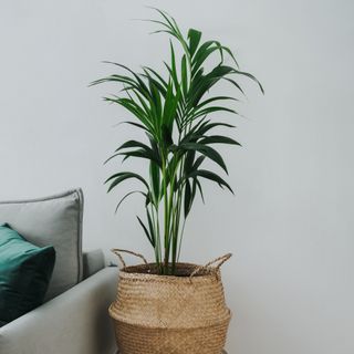 Potted Kentia Palm in living room next to grey sofa