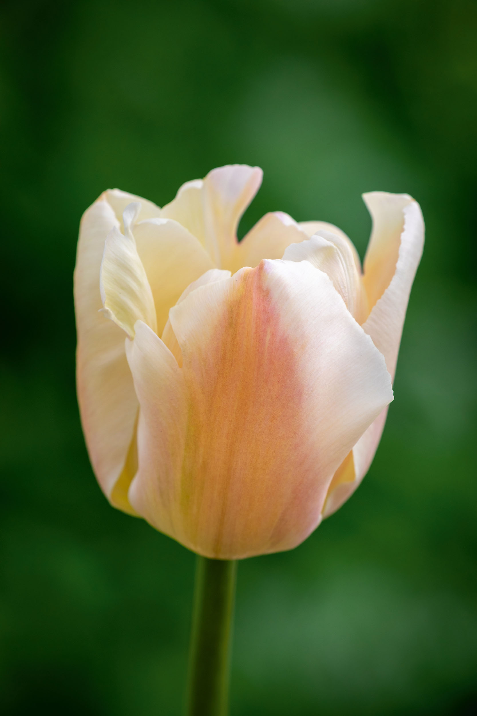 Tulipa 'Apricot Pride'