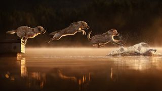 Multiple-exposure showing four images of a golden retriever leaping off a dock into a misty lake at sunrise, creating a splash as it joyfully enter the water