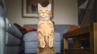 Cat standing on hind legs