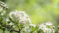 White almond blossom on a tree in spring