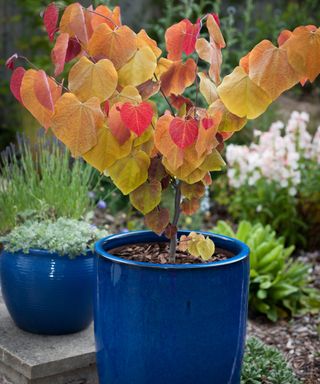 Cercis canadensis Plant ‘Eternal Flame’®