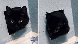 cat was found safe inside a wall 