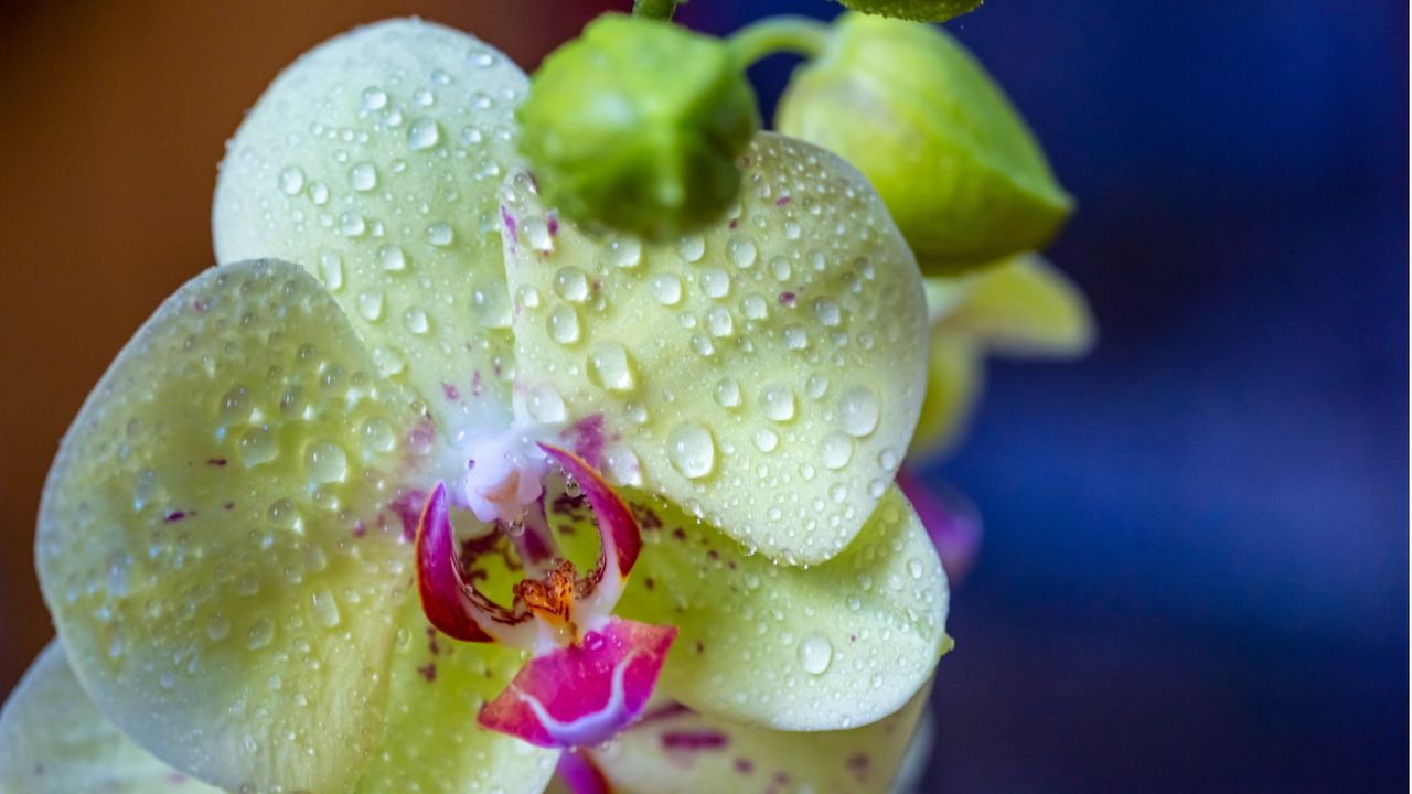 Can I use rice water on orchids