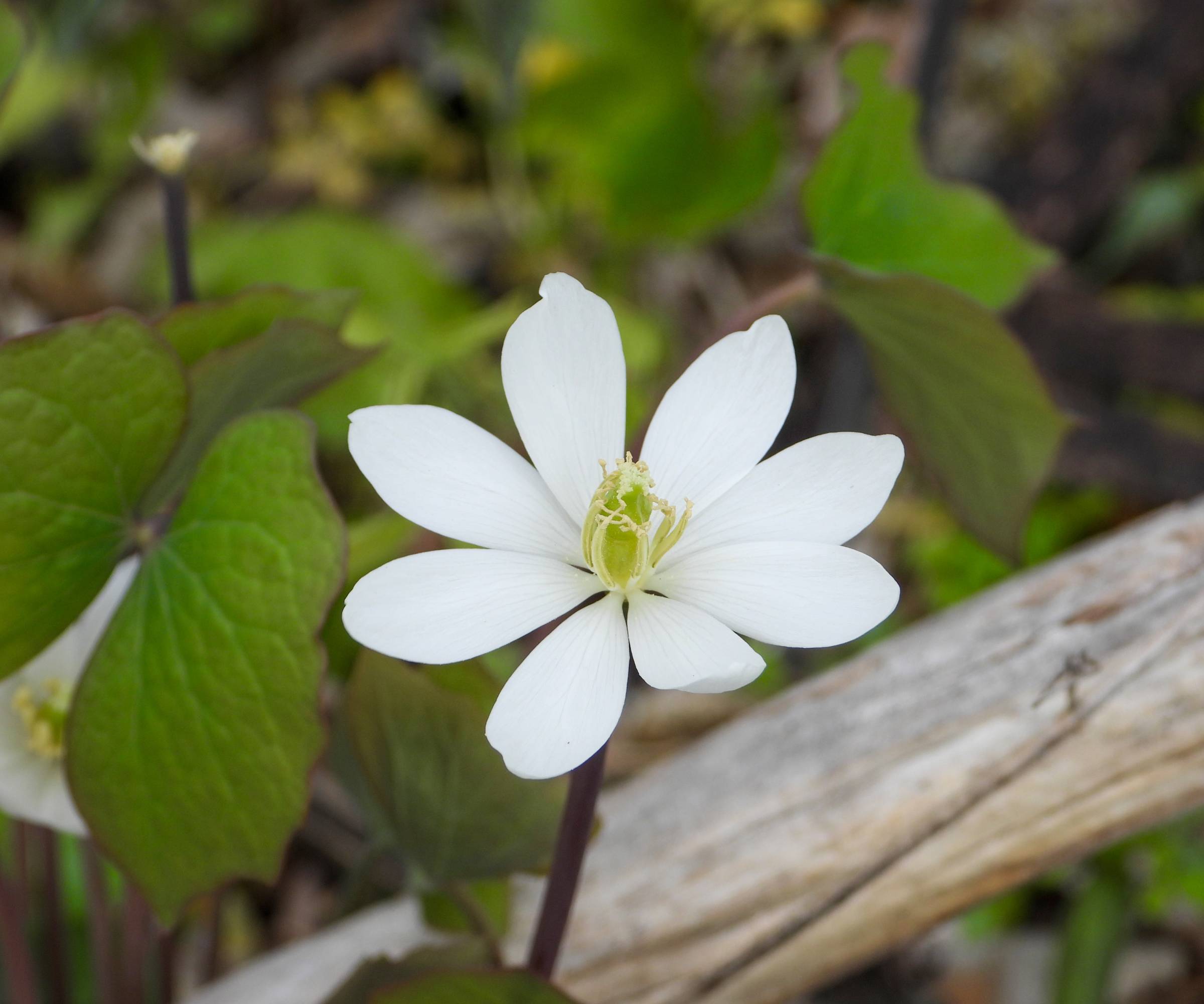 Closeup of a white twinleaf flower