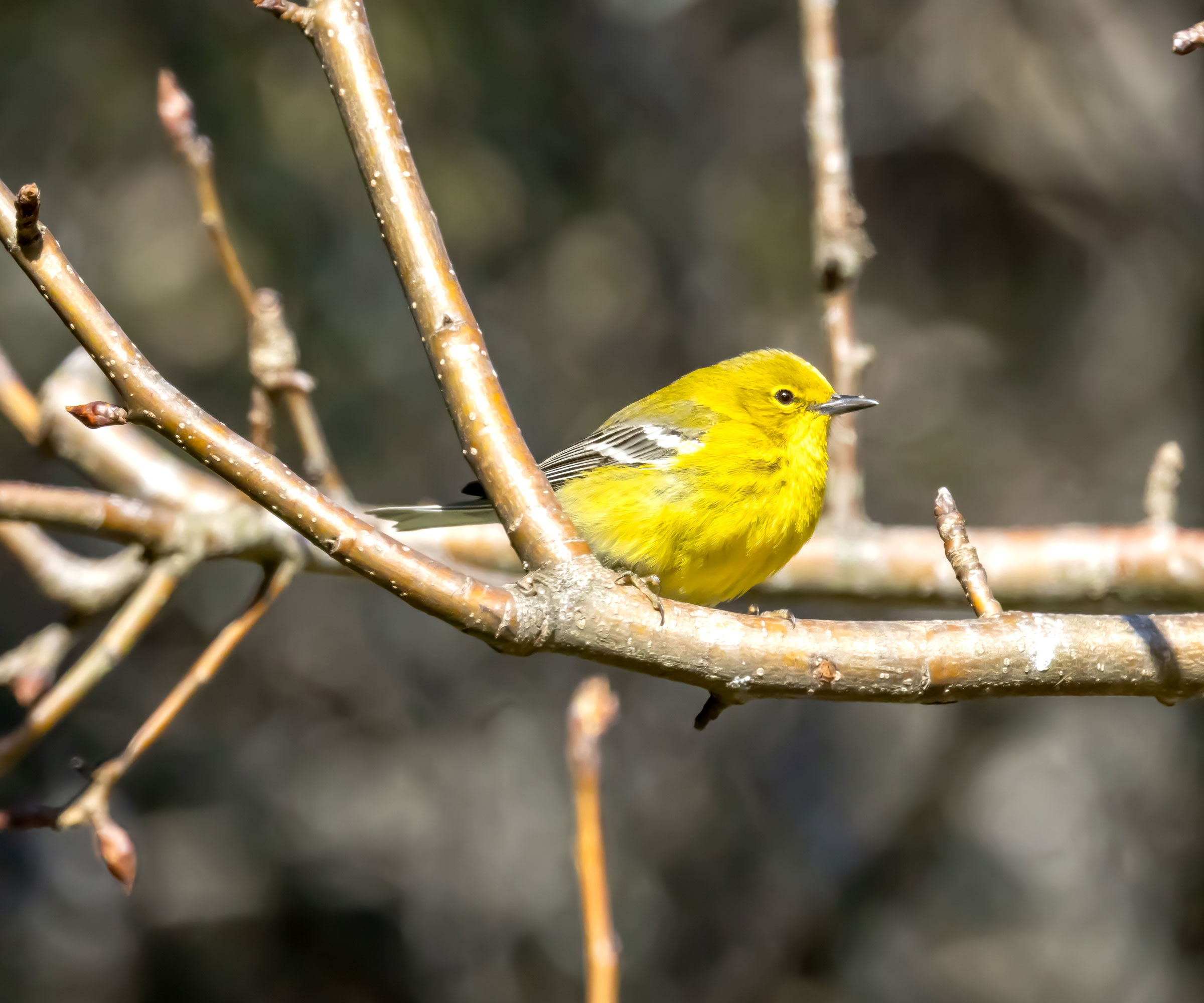 pine warbler sitting in pear tree in winter
