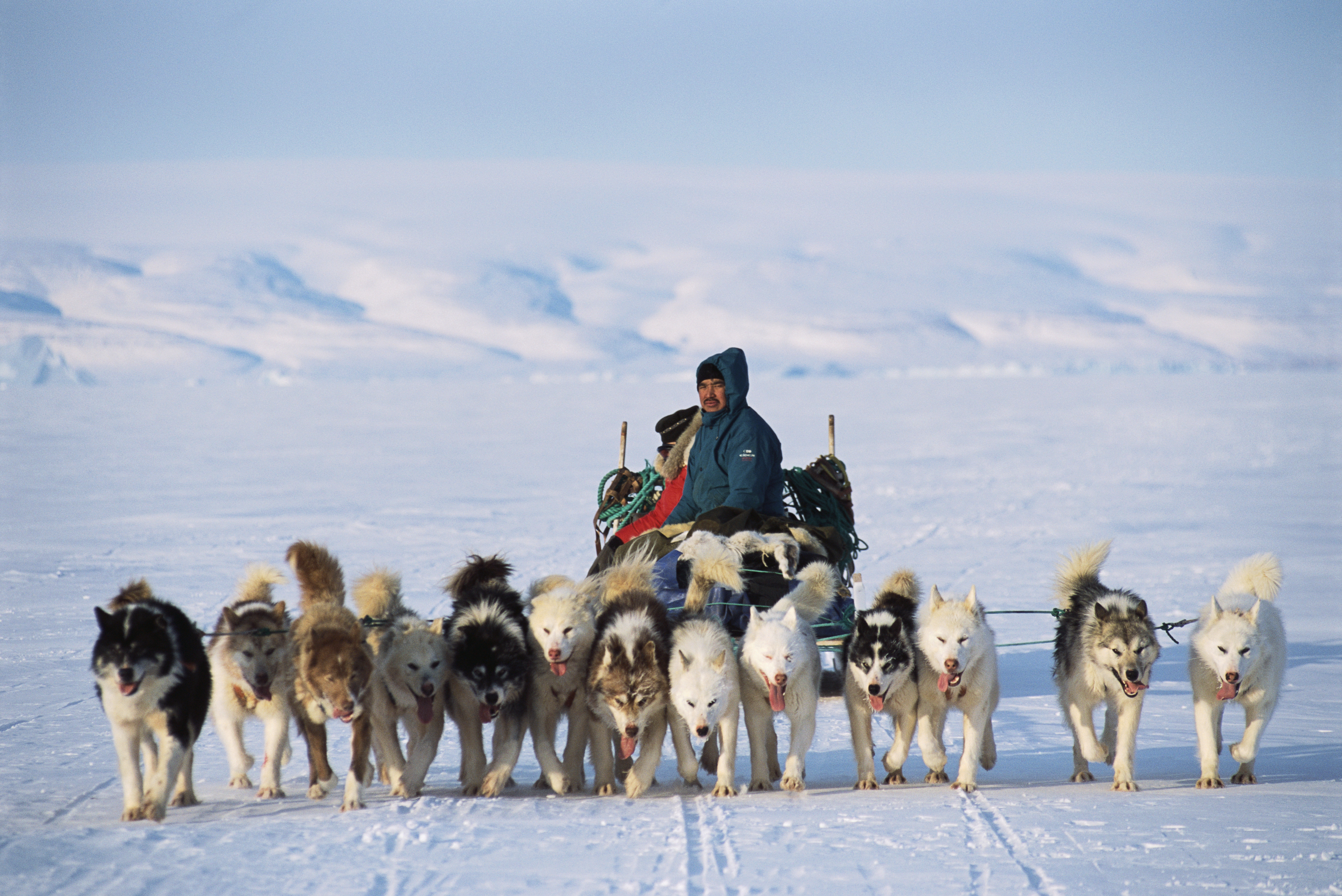 An Inuit in Greenland being pulled by a sledge with 13 huskies 