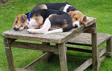 Brocklesby-Seldom-and-Sender-IMG_20180601_150628_852.jpg