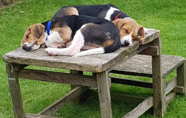 Brocklesby-Seldom-and-Sender-IMG_20180601_150628_852.jpg