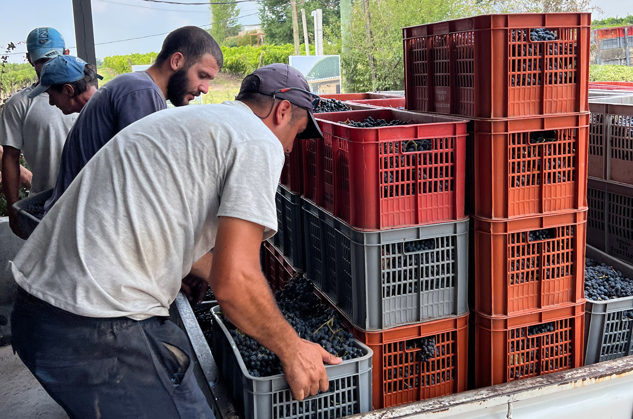 Two men lift crates of grapes off a truck