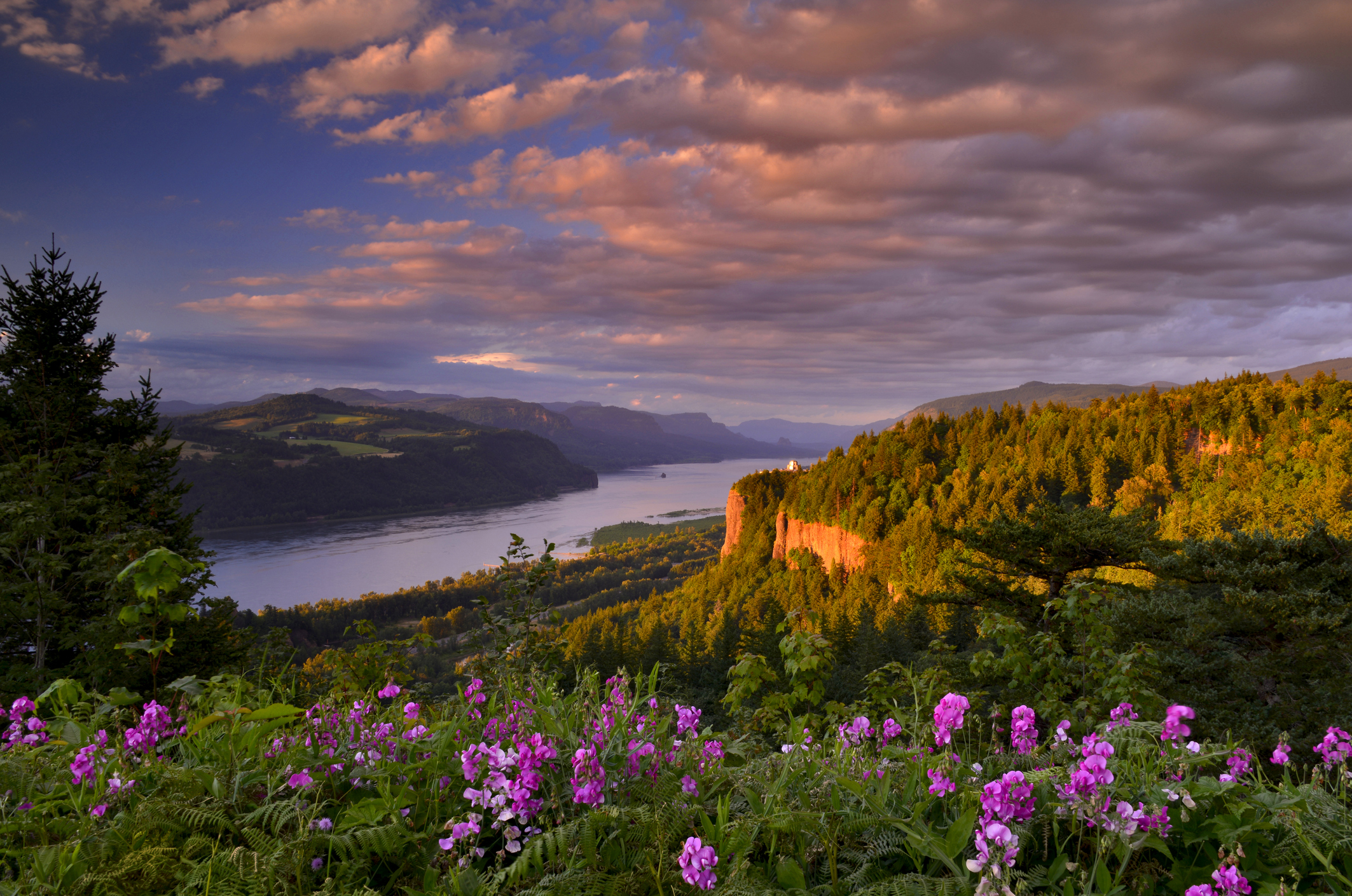 Sweet pea wildflowers bloom in foreground with Vista House bathed in late evening light on Crown Point in Columbia River Gorge National Scenic Area, Oregon