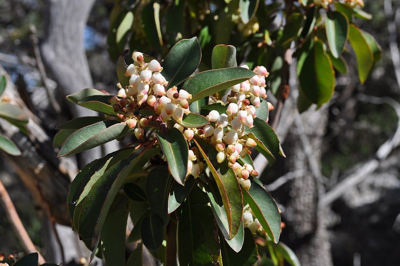 Texas Madrone Tree