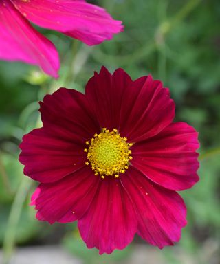 Cosmos bipinnatus 'Dazzler' in flower