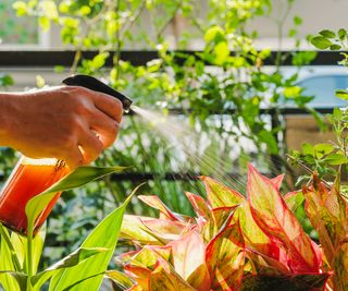 liquid fertilizer being added to plants as a foliar spray