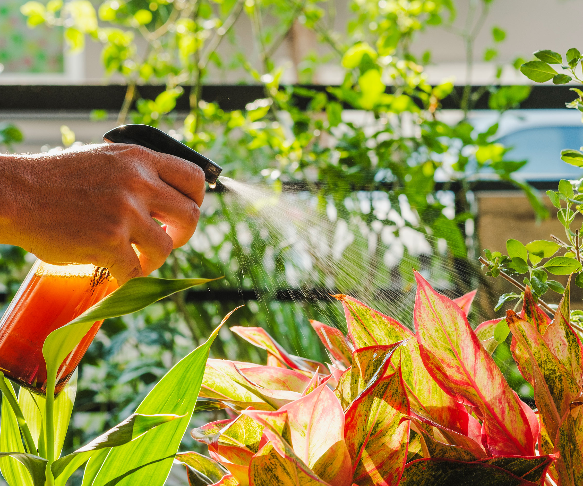 All About Fertilizer: A Complete Guide To Feeding Plants | Gardening ...