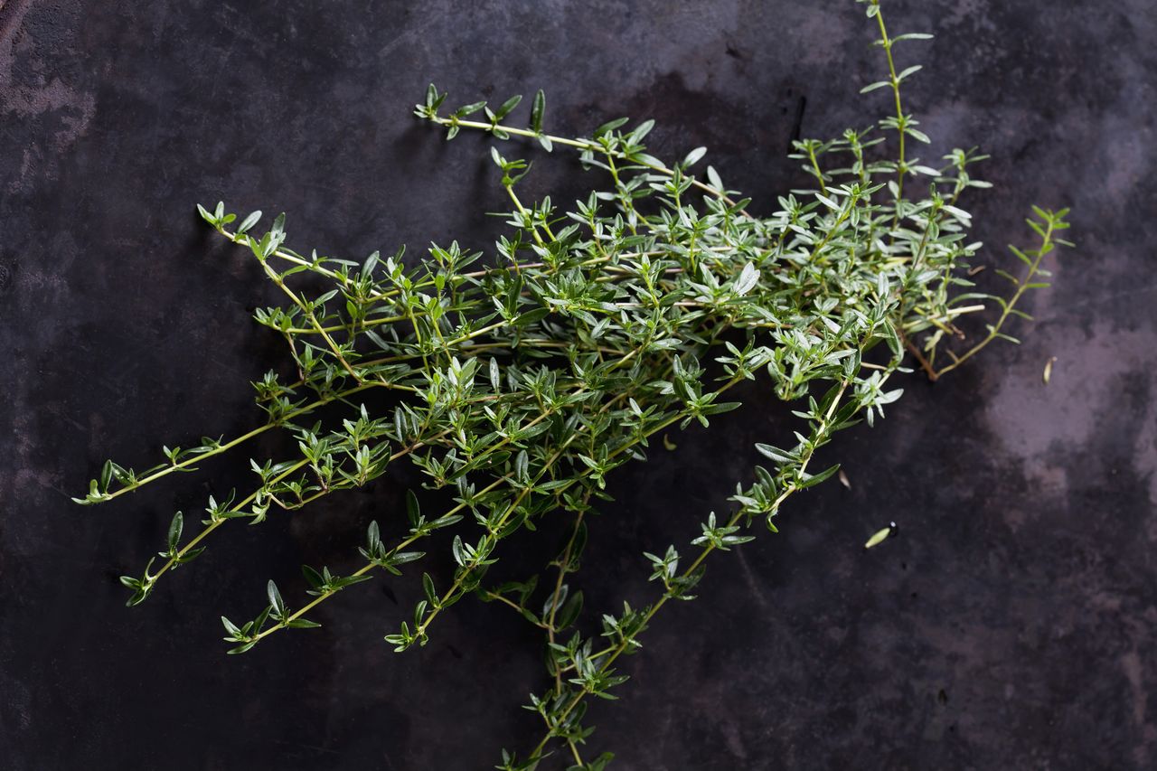 Winter Savory (satureja montana) is superb for seasonal recipes.