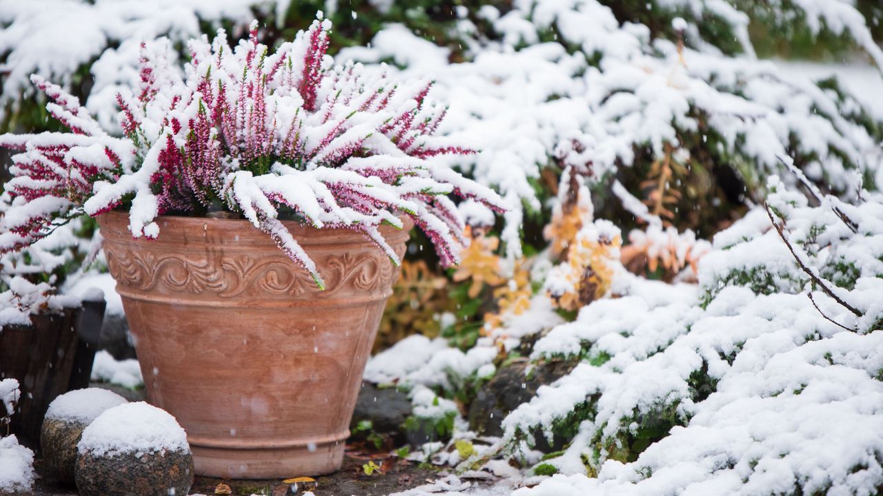 Common heather in flower pot covered with snow, evergreen juniper in the background, snowy garden in winter - stock photo