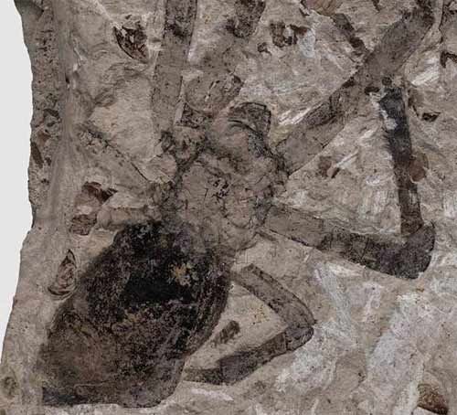 fossil spider