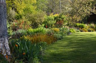 flowers in a spring border