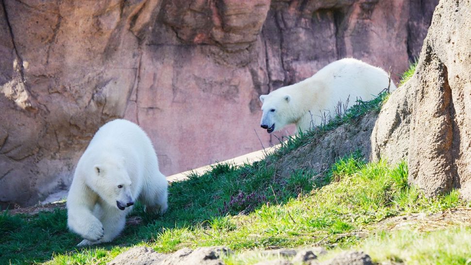 Twin Polar Bear Sisters Reunited Years After Mother Rejected One Of Them Live Science