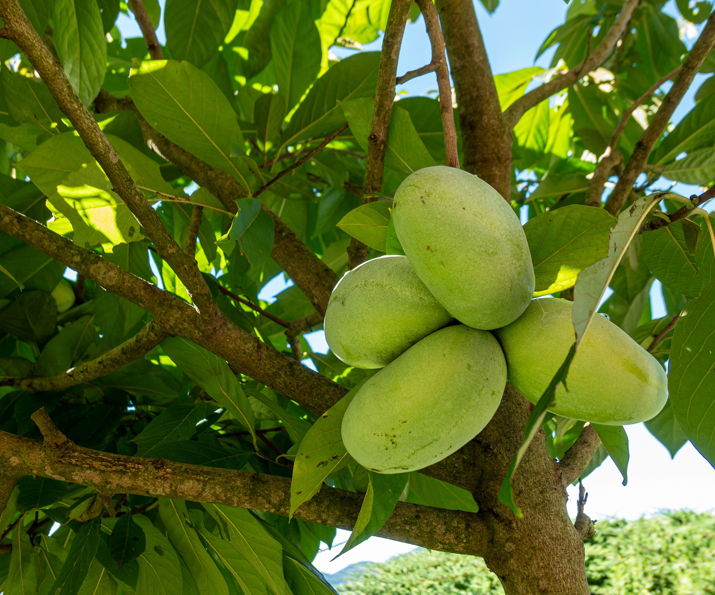 pawpaw tree with green fruits