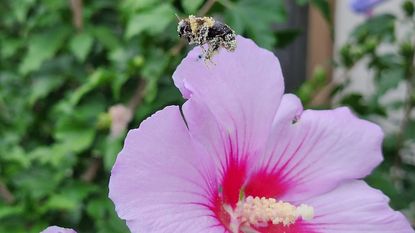 A bee covered in pollen flies over a rose of sharon flower
