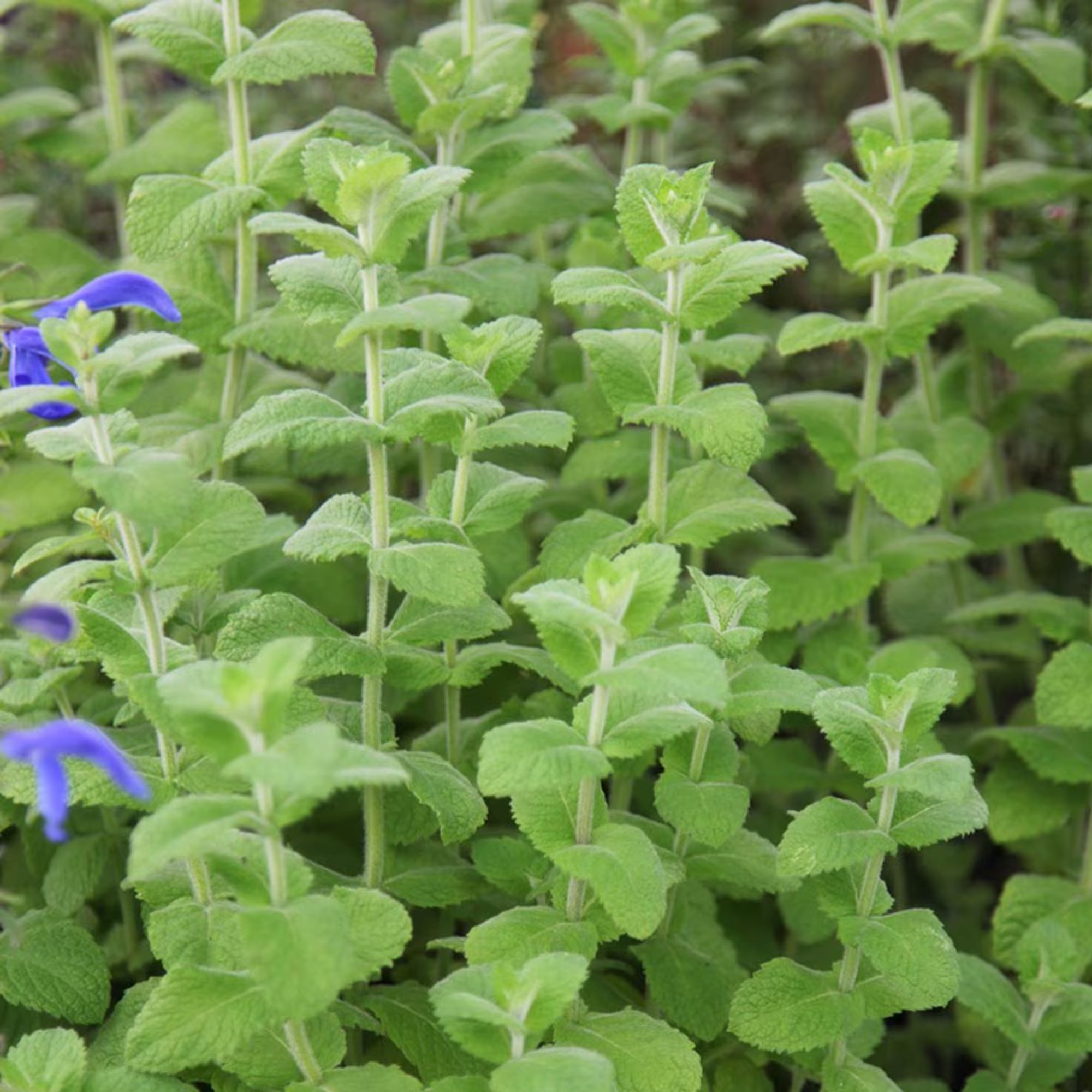 How to grow mint from seed like a gardening pro | Ideal Home