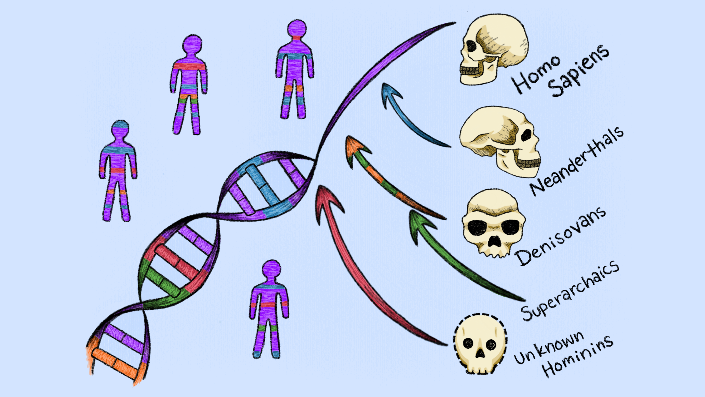 DNA double helix on a light blue background with stylized human figures and skulls that read Homo sapiens, Neanderthals, Denisovans, Superarchaics, and Unknown hominins